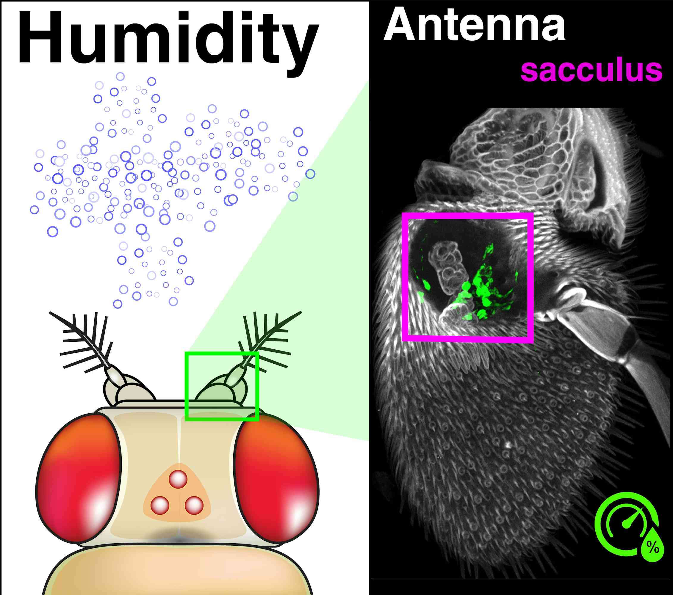 A 'sixth sense' for humidity helps insects stay out of climatic trouble