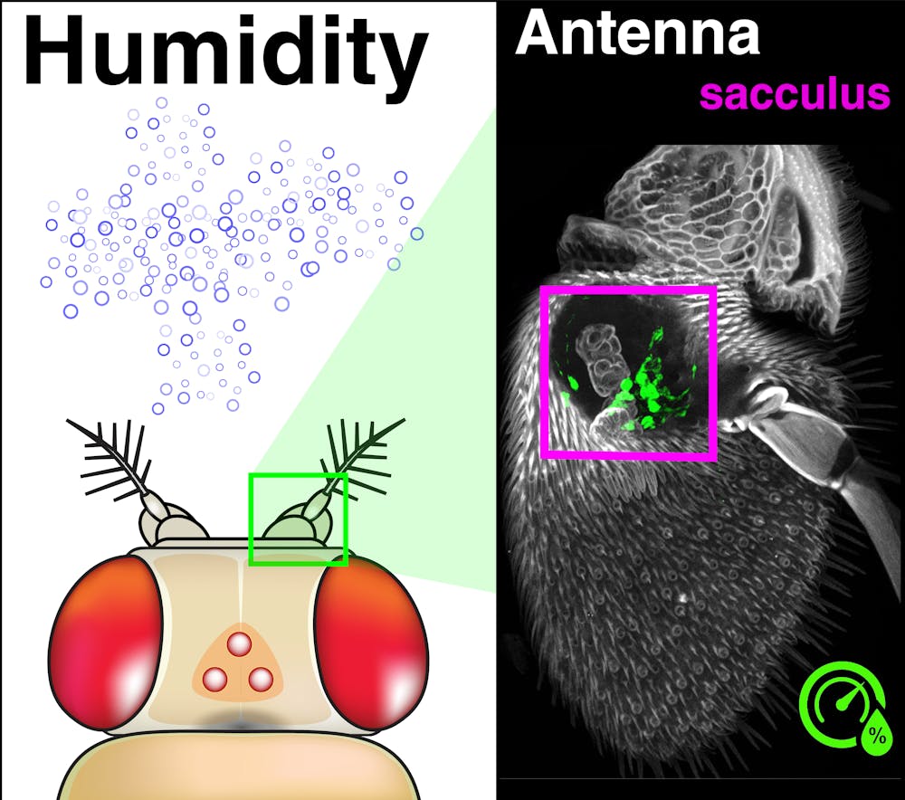 A ‘sixth sense’ for humidity helps insects stay out of climatic trouble