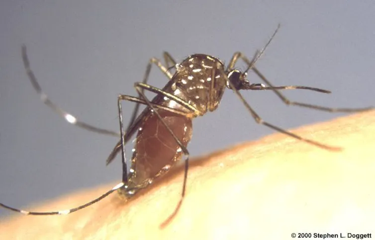 Mosie Insect Hidden housemates: the mosquitoes that battle for our backyards