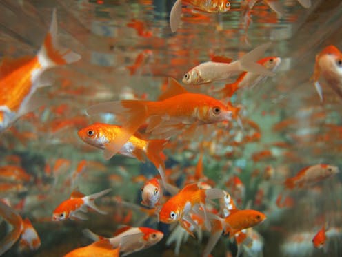Why You Should Never Put A Goldfish In A Park Pond Or Down The goldfish in a park pond