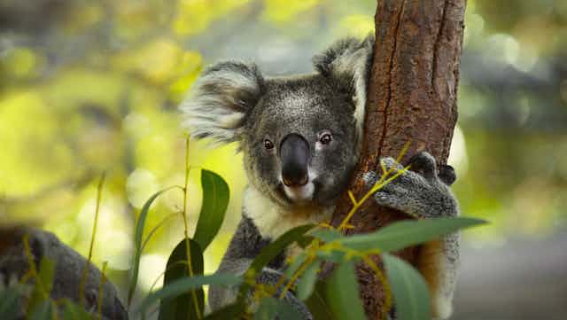 Computing can help save the koala by predicting where they can survive