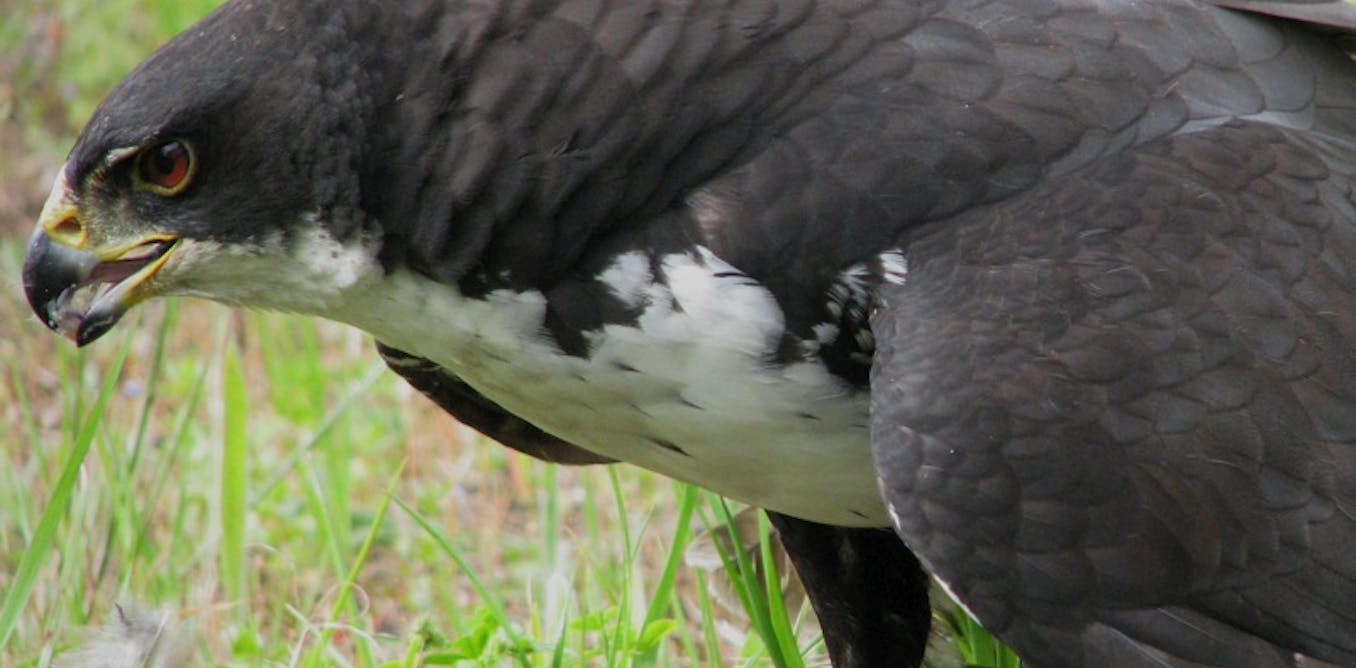 How rapid urbanisation is changing the profile of wildlife in cities