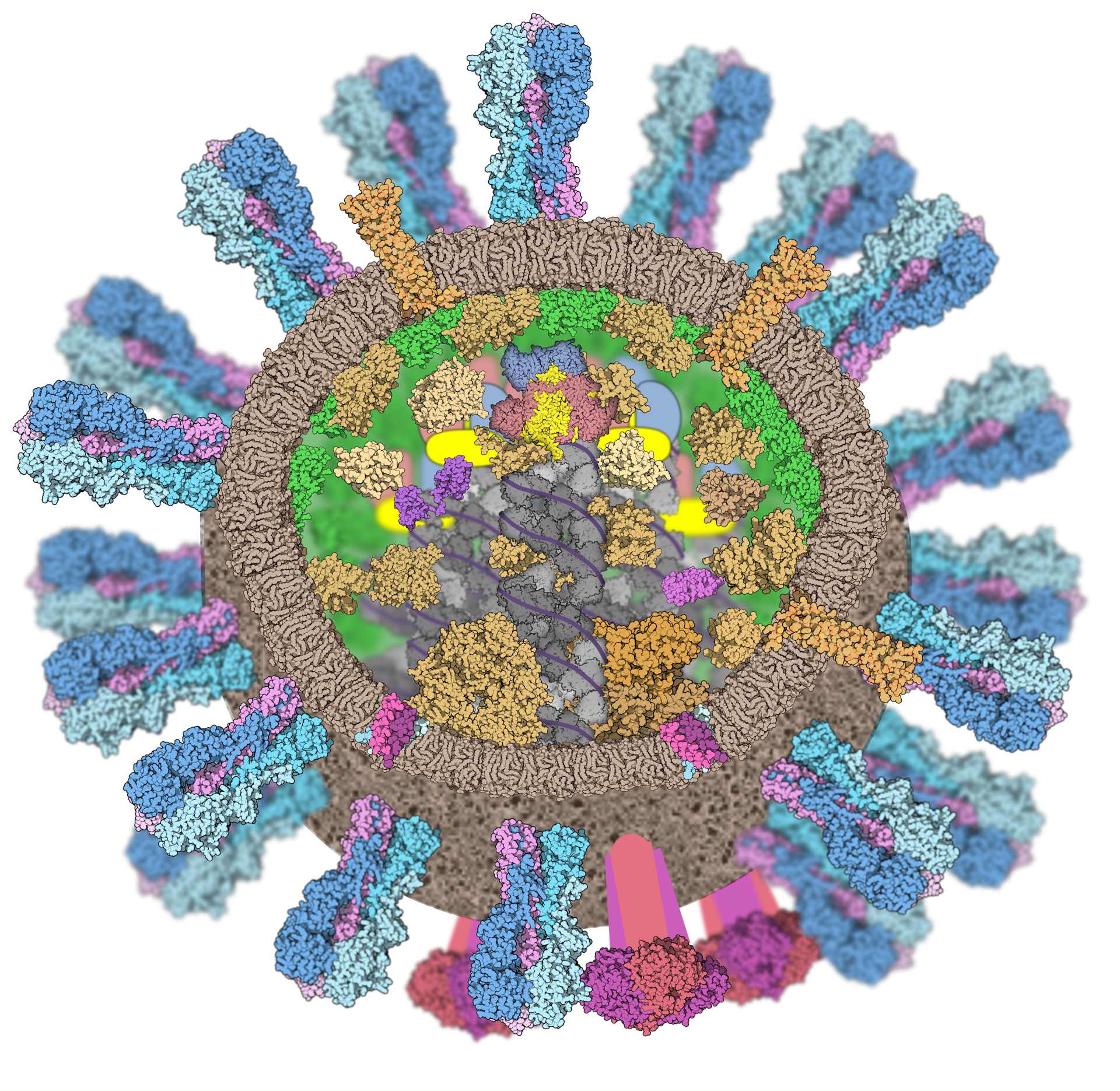 influenza virus