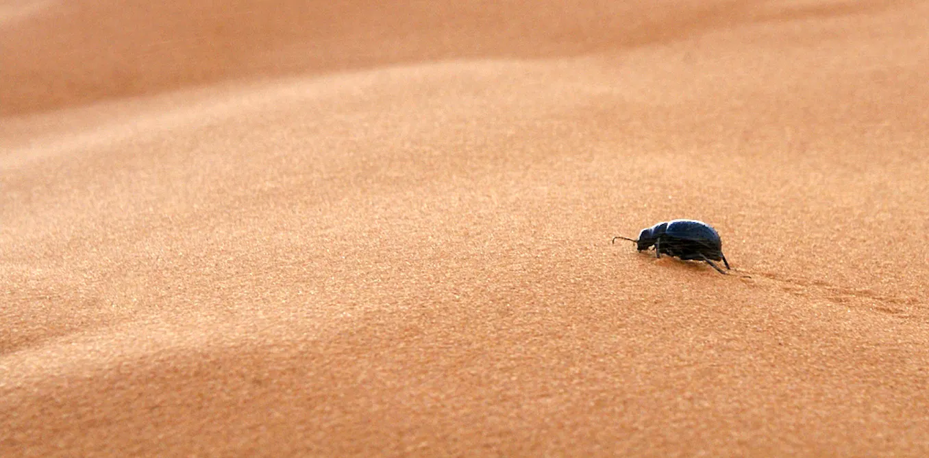 Huminity Bug A ‘sixth sense’ for humidity helps insects stay out of climatic trouble