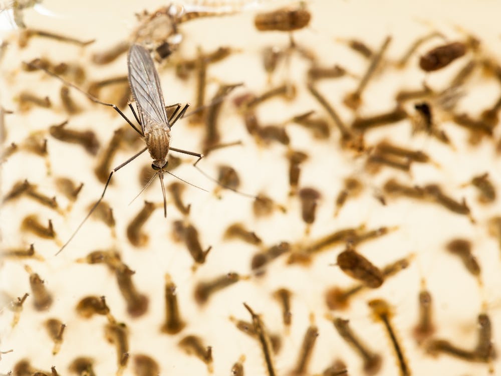 A ‘sixth sense’ for humidity helps insects stay out of climatic trouble