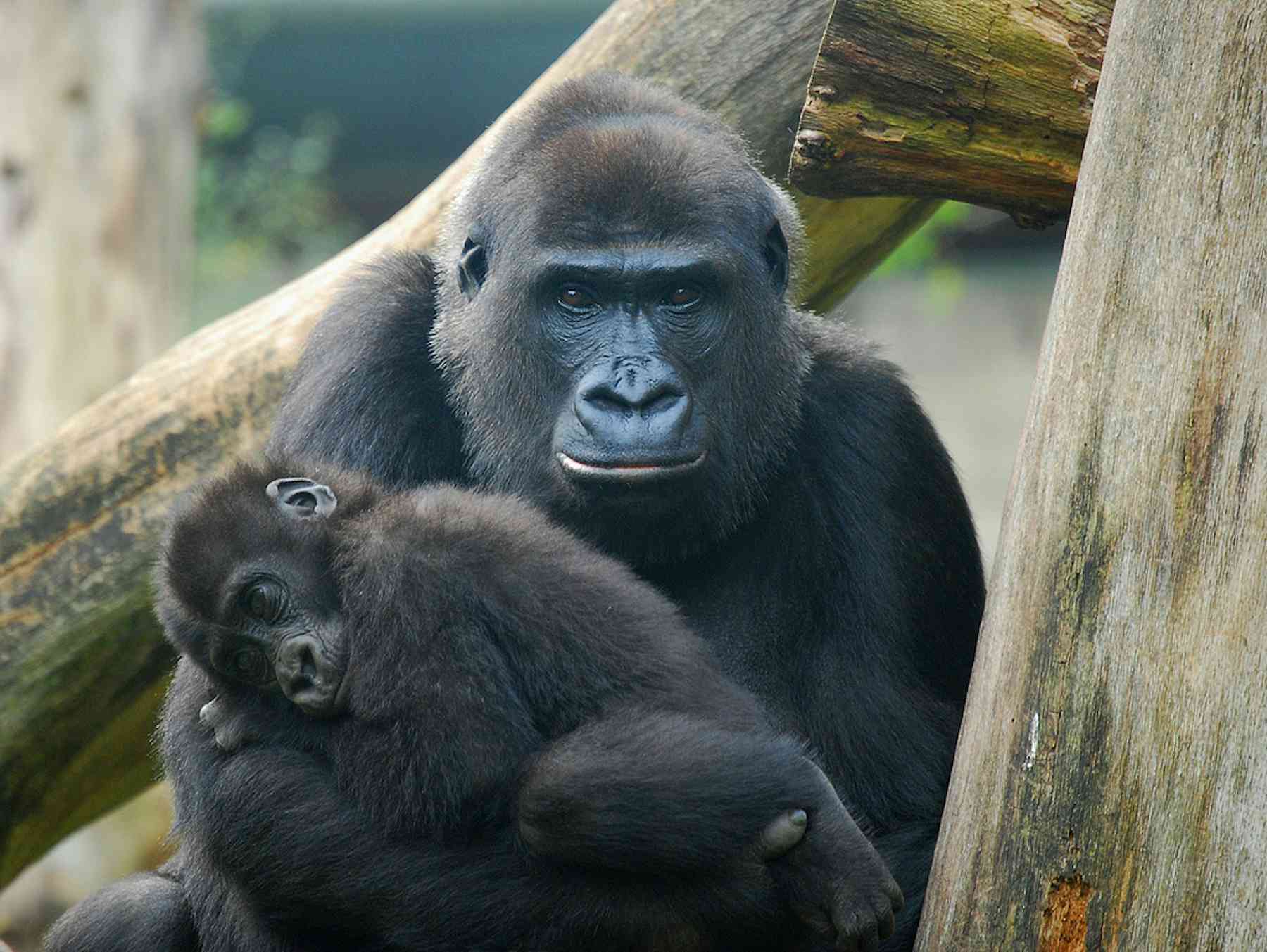 Тетя горилла если хотите стать сильными детки. Горилла и шимпанзе. Самец гориллы в Московском зоопарке. Обезьяны гориллы в зоопарке. Маймун горилла.