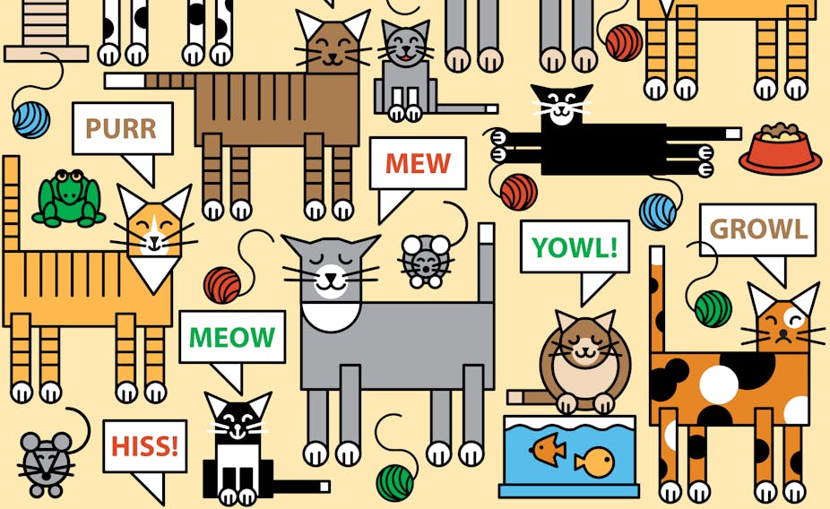 Meow, The Cat Pet