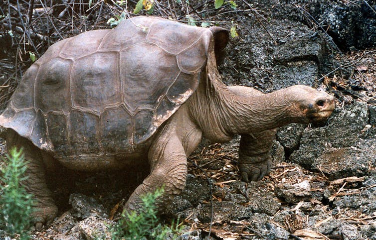Did you know that giant tortoises can move swiftly even at hundreds of years old 2 Did you know that giant tortoises can move swiftly even at hundreds of years old