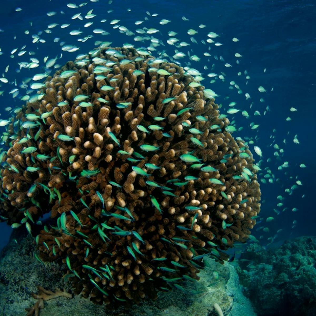 corail de polynésie