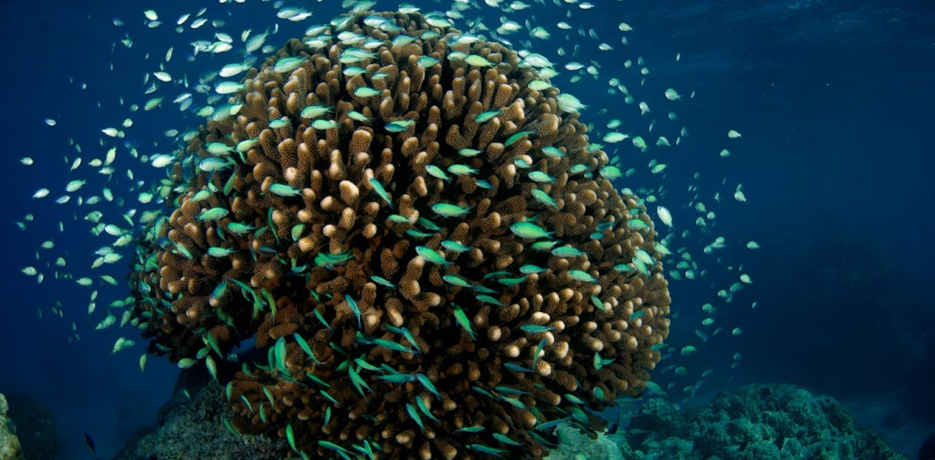 Trente années d’observations pour mieux comprendre les récifs coralliens
