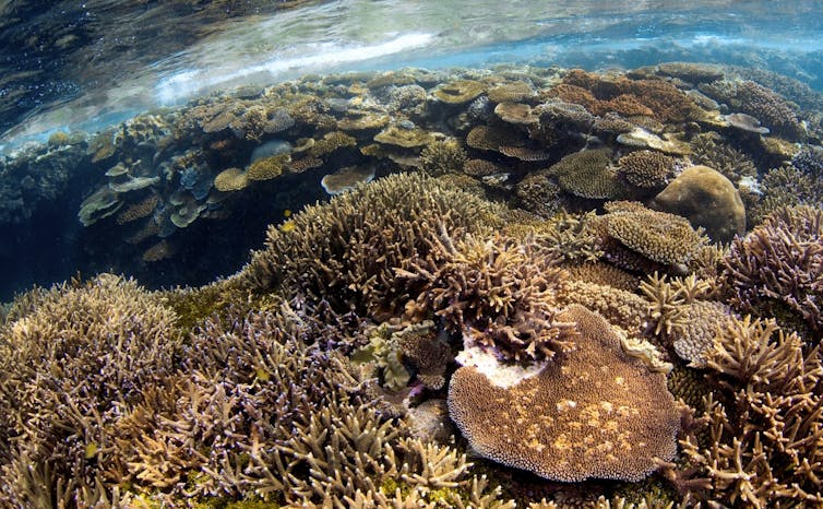 Trente années d’observations pour mieux comprendre les récifs coralliens