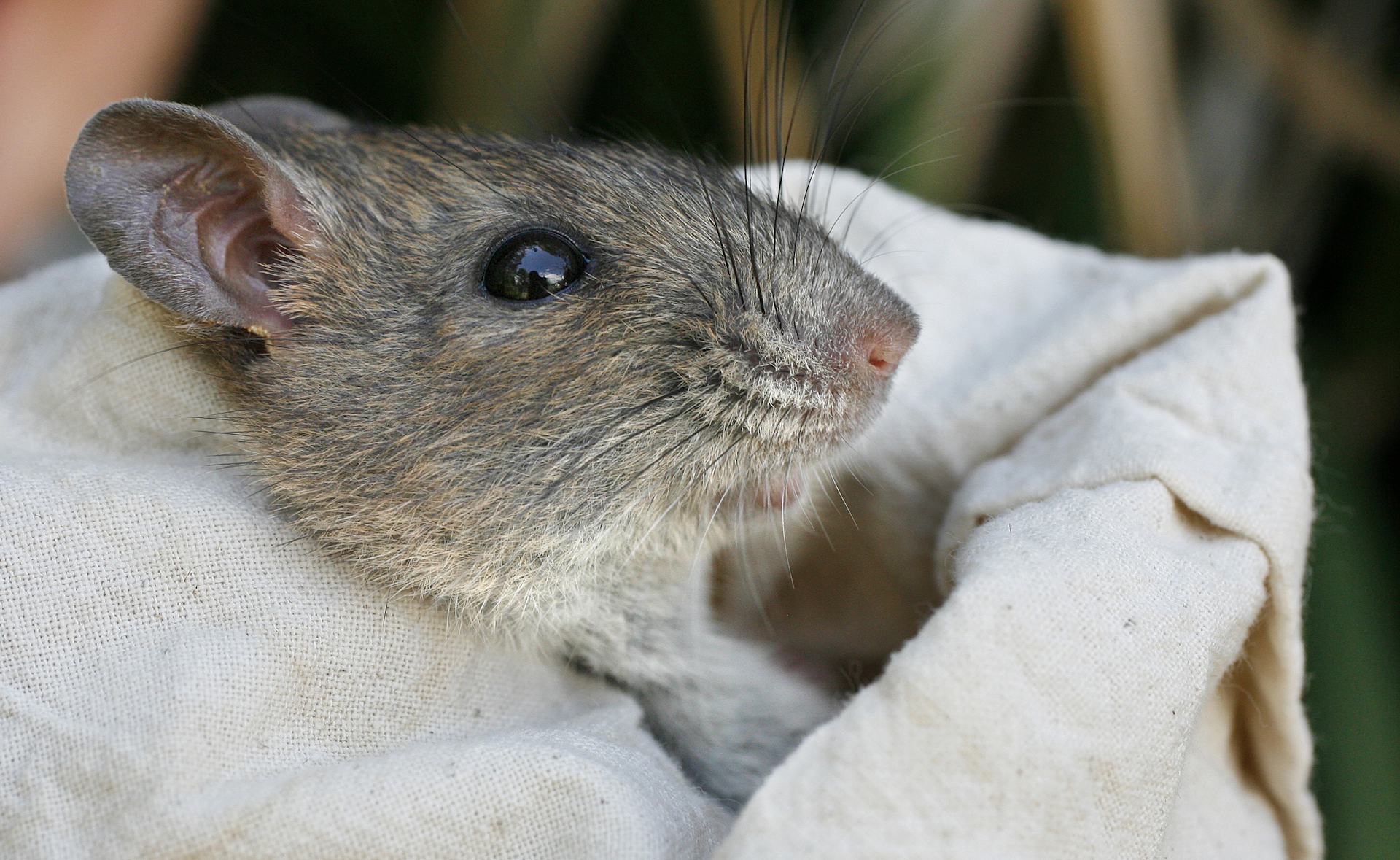 Sharing Your Home with Tiny Tenants: Native Rats in South Australian Urban Areas