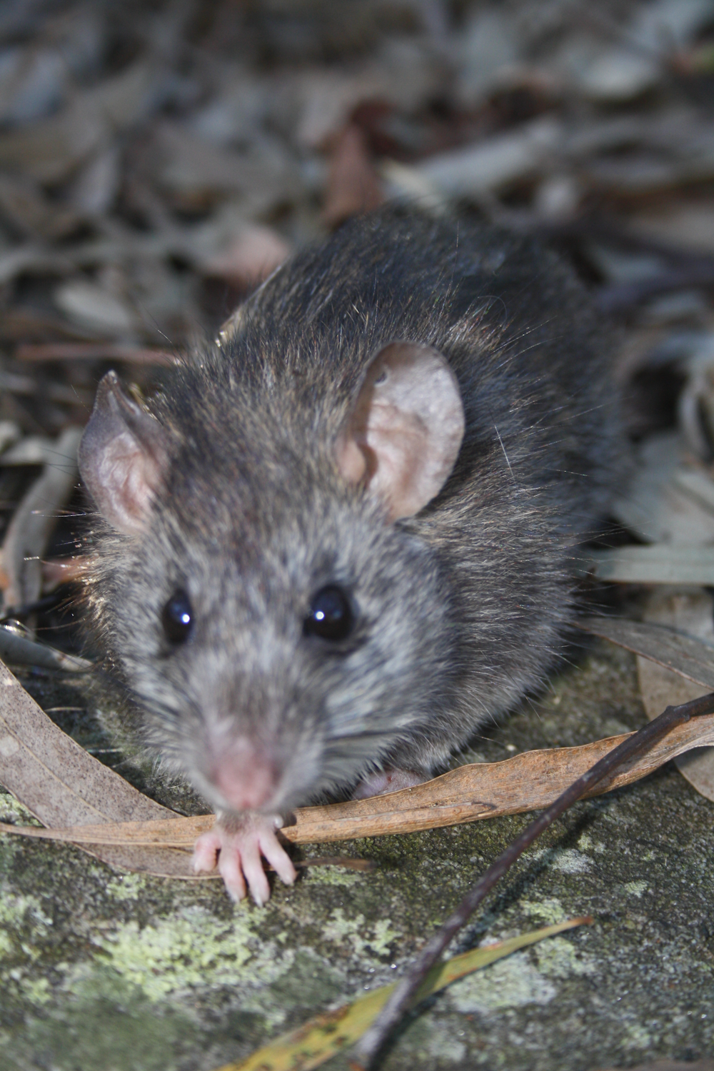 Hidden housemates: rats in the ranks