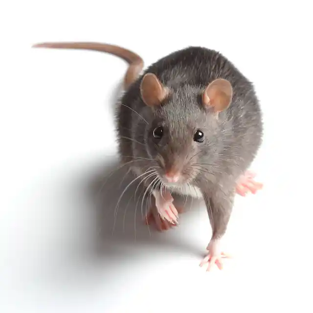 Hidden housemates: rats in the ranks