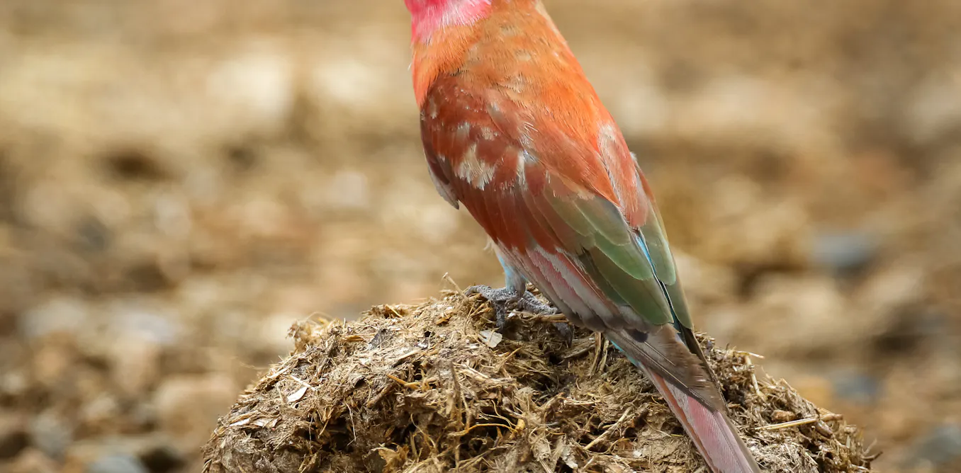 Pooco Animal The amazing things poo can tell you about an animal’s health