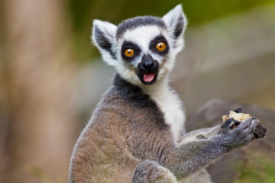 How lessons from past extinctions can help save Madagascar's lemurs