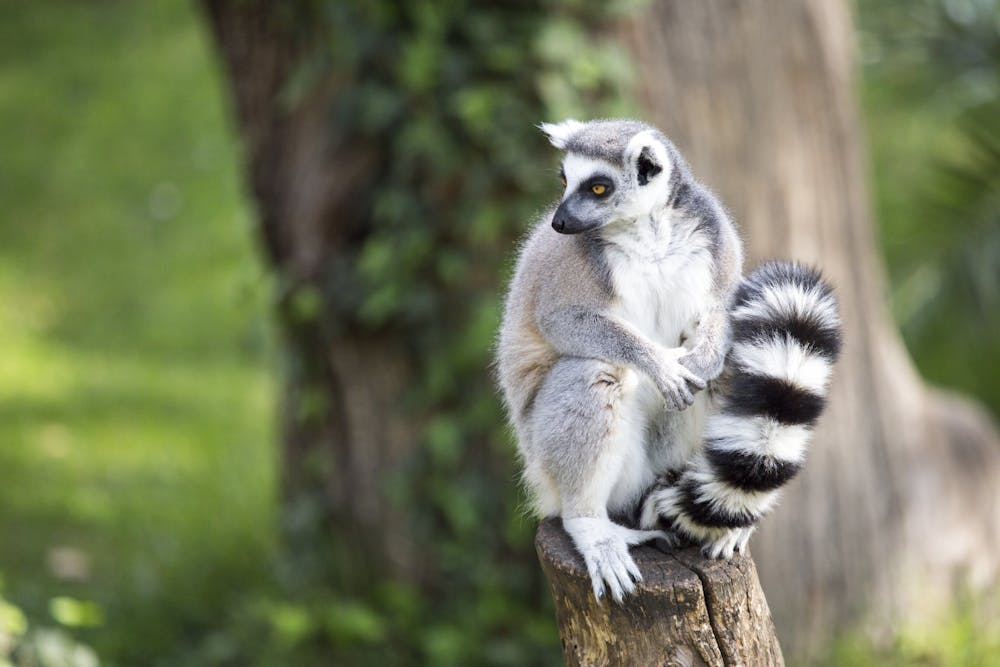 How lessons from past extinctions can help save Madagascars lemurs Biology Diagrams