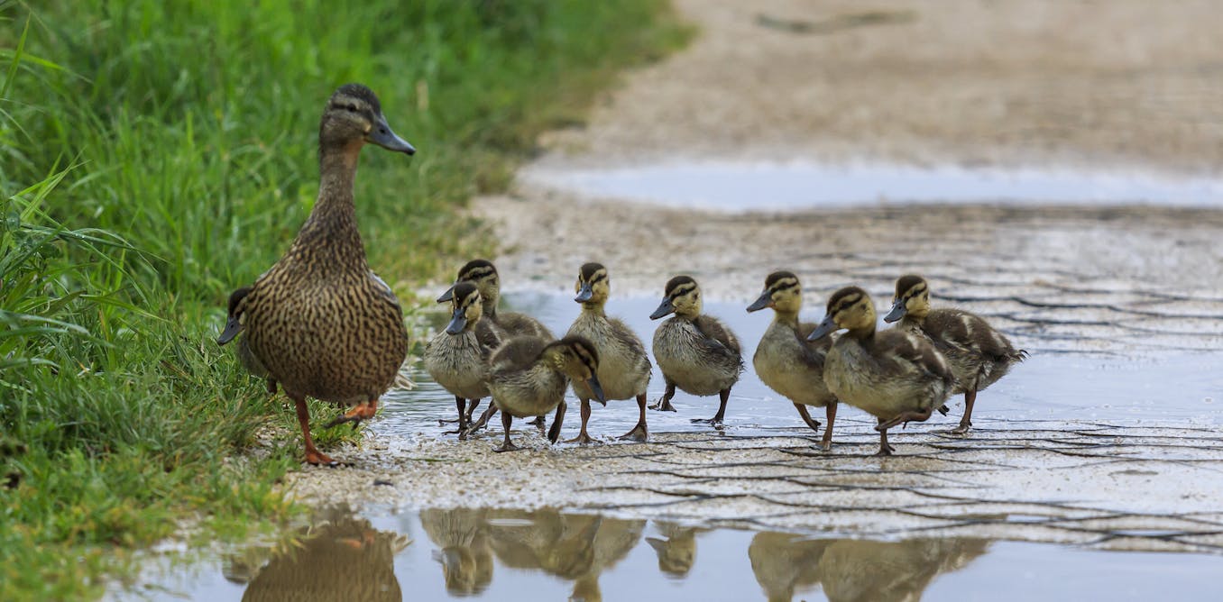 Milf Duck