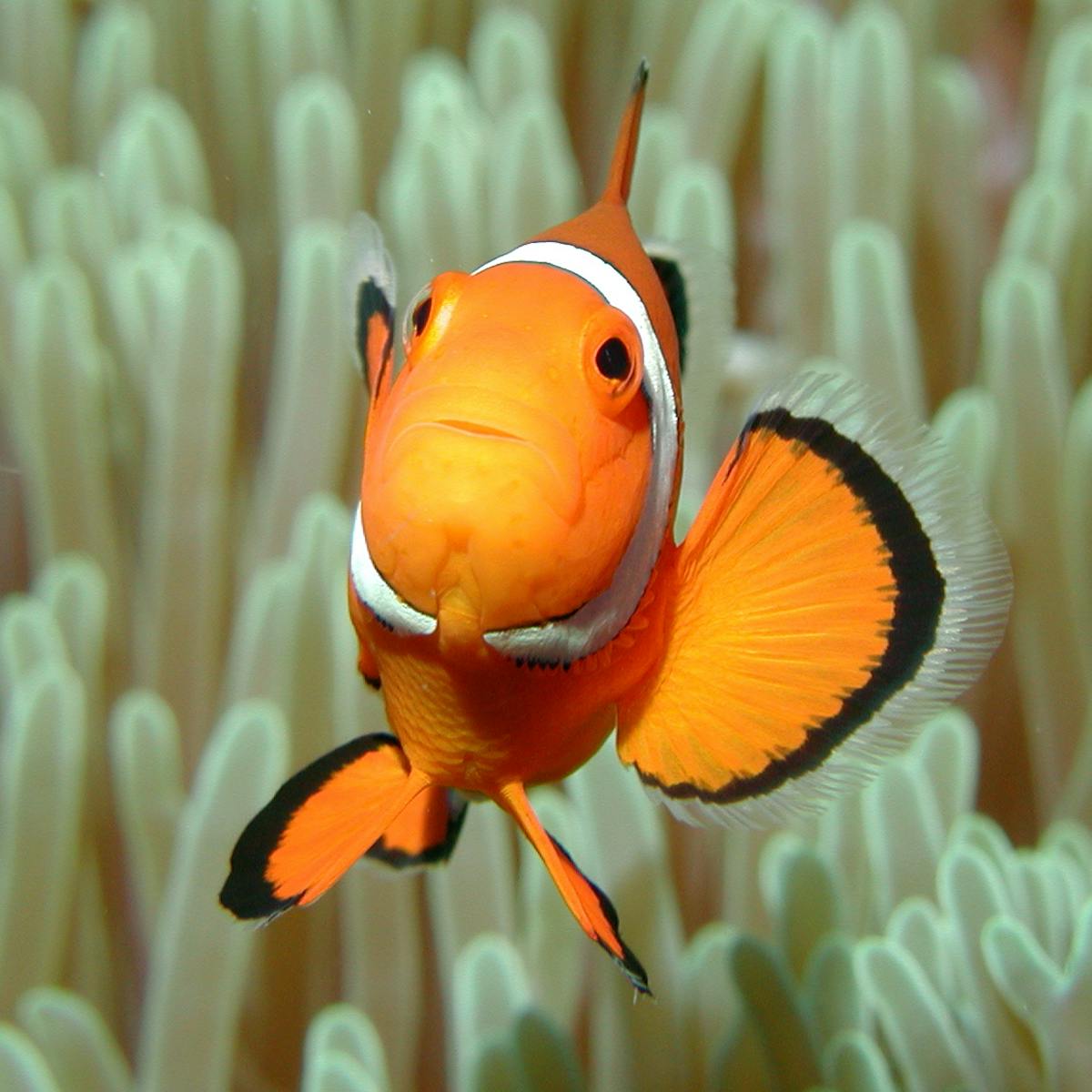 Saving Nemo How Climate Change Threatens Anemonefish And Their Homes
