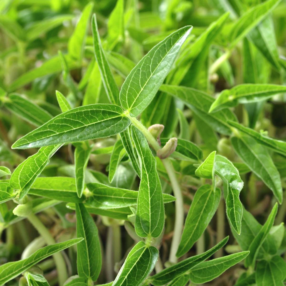 How Nanotechnology Can Help Us Grow More Food Using Less Energy And Water