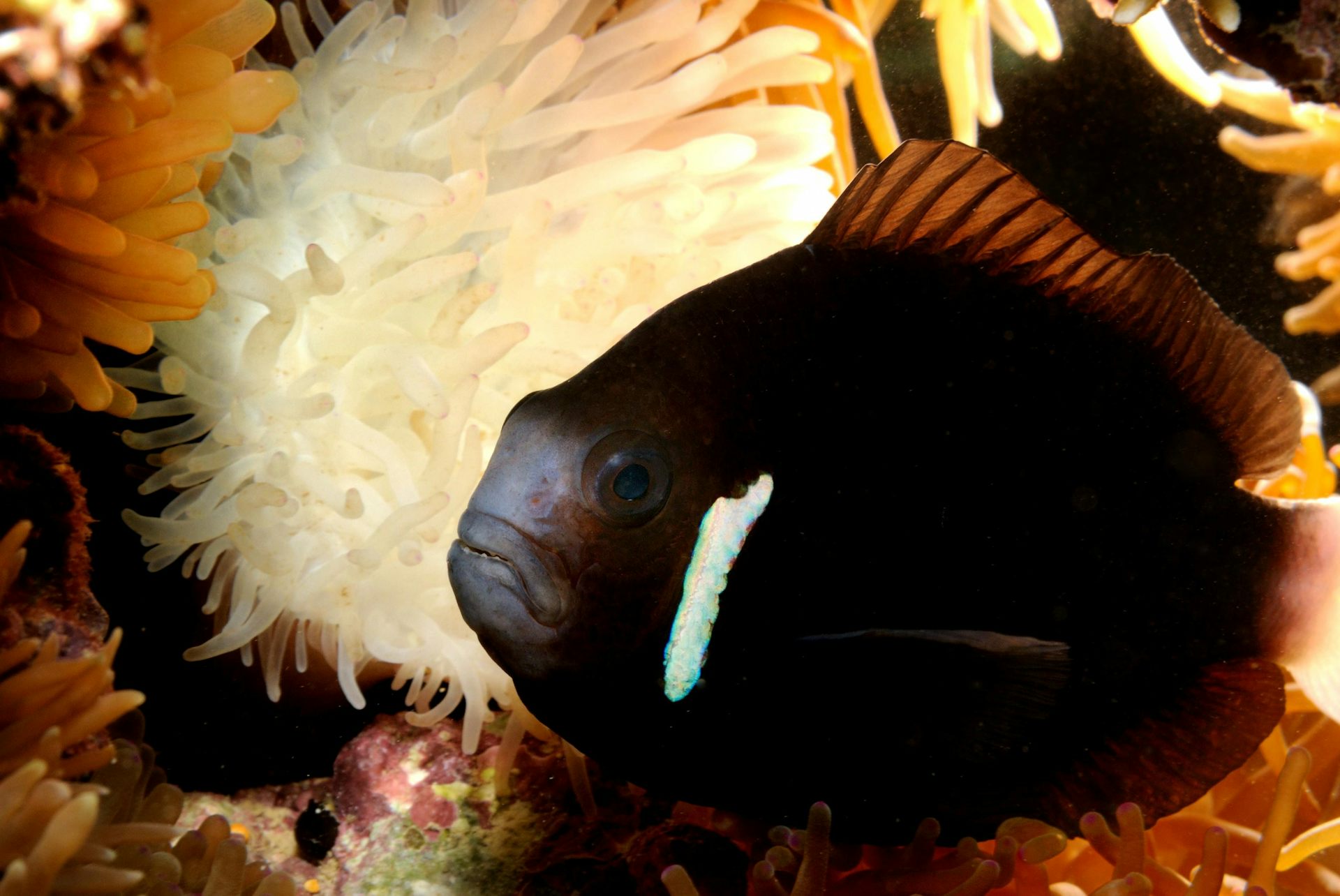 Saving Nemo: How Climate Change Threatens Anemonefish And Their Homes