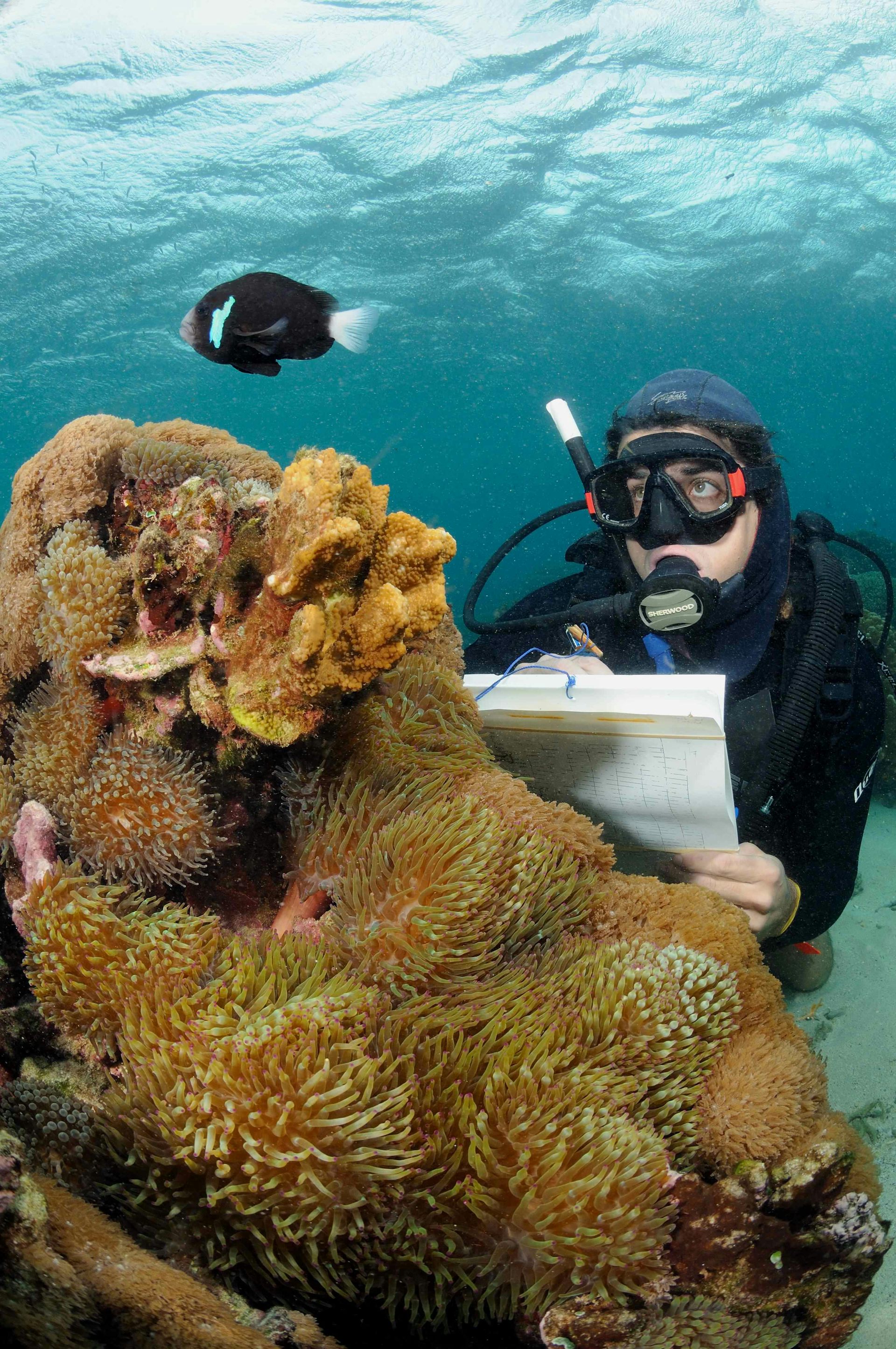 Saving Nemo: How Climate Change Threatens Anemonefish And Their Homes