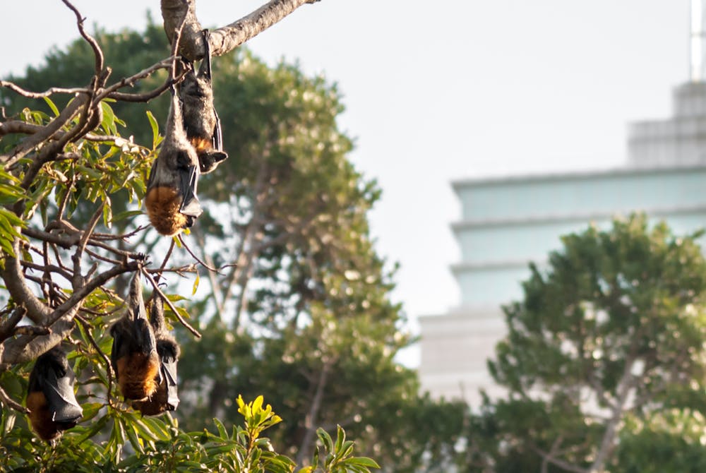 Not In My Backyard How To Live Alongside Flying Foxes In Urban