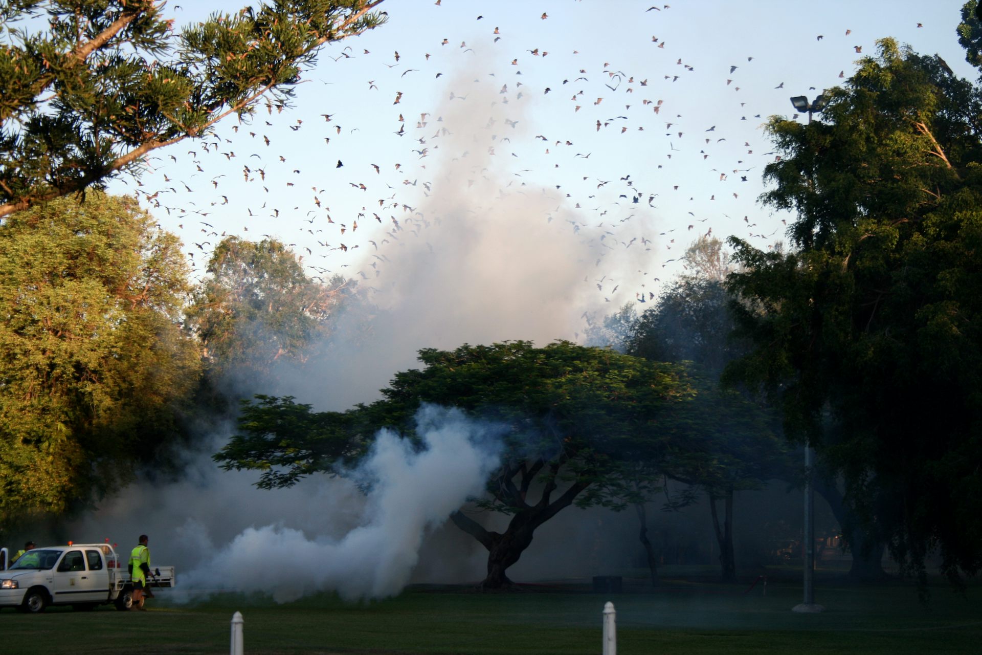 Not in my backyard? How to live alongside flying-foxes in urban Australia
