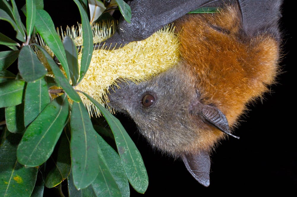Not In My Backyard How To Live Alongside Flying Foxes In Urban