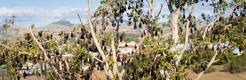 Not In My Backyard How To Live Alongside Flying Foxes In Urban