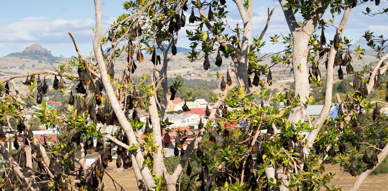 Not In My Backyard How To Live Alongside Flying Foxes In Urban