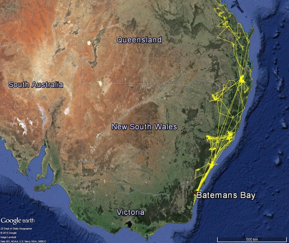 Not In My Backyard How To Live Alongside Flying Foxes In Urban