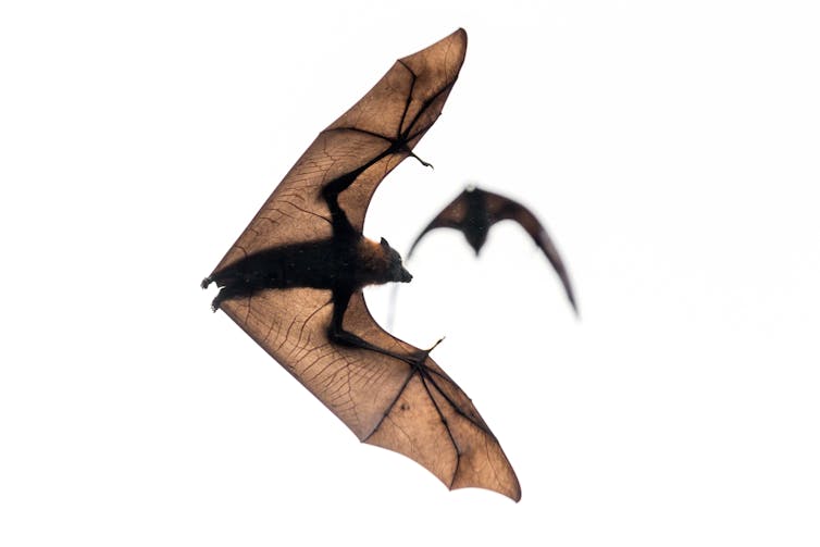 Not In My Backyard How To Live Alongside Flying Foxes In Urban