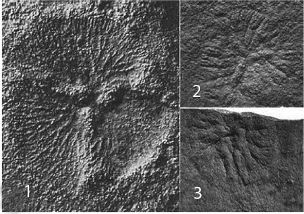 Solved mystery of the deep-sea mushroom just raises new questions