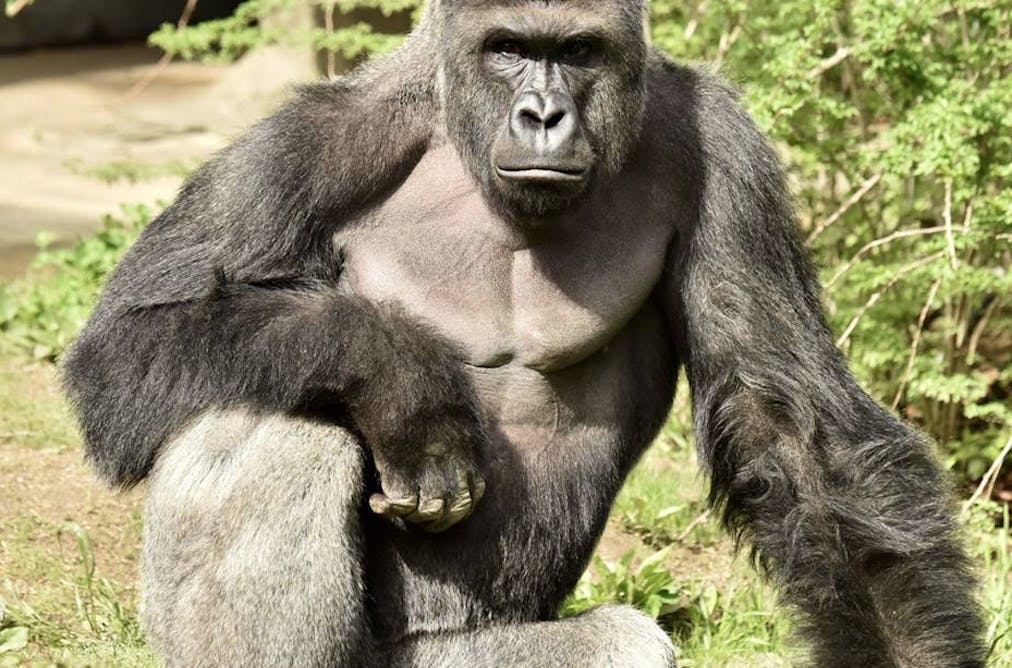 gorilla zoos captivity harambe
