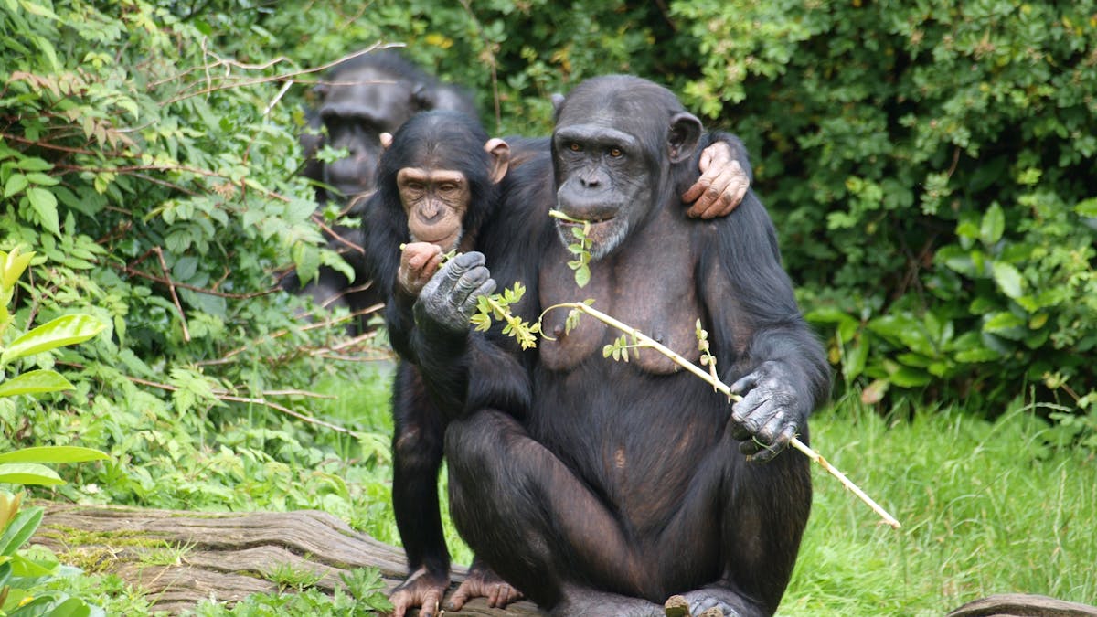 How Other Primates Self Medicate And What They Could Teach Us How Other Primates Self Medicate And What They Could Teach Us