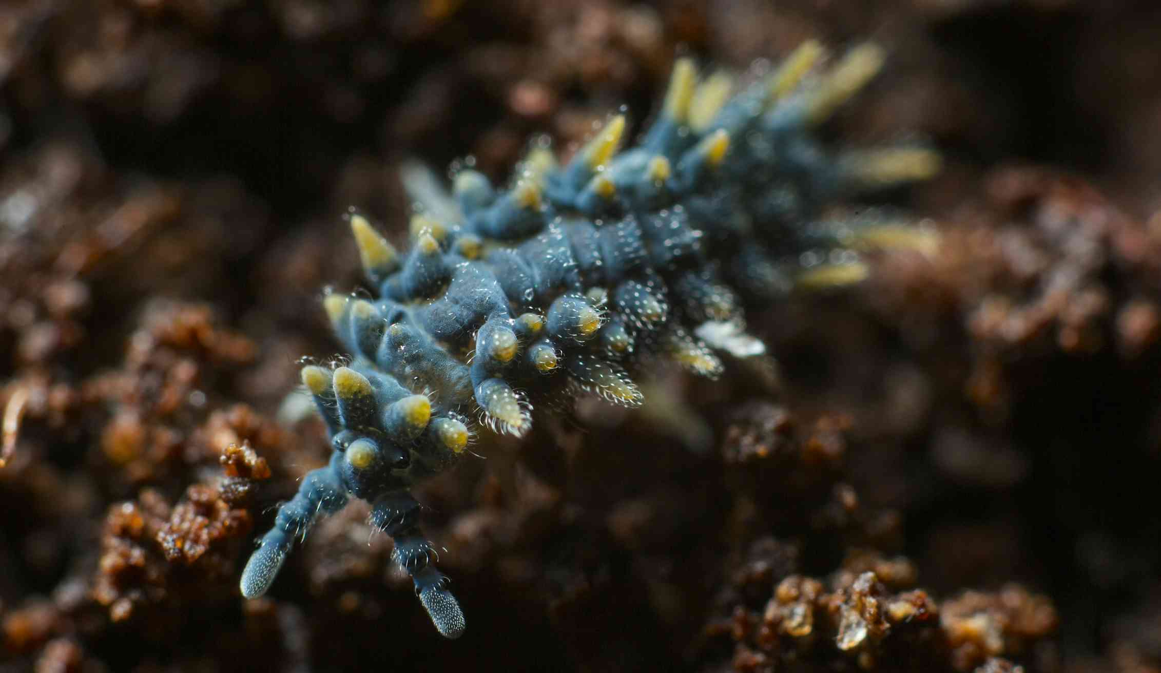 Hidden housemates: springtails are everywhere, even in your home