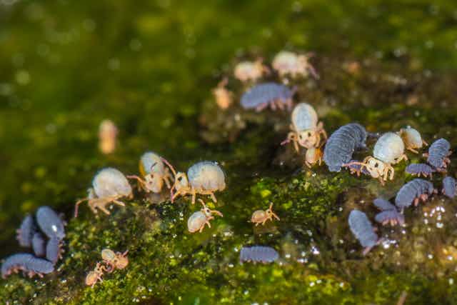 Hidden housemates: springtails are everywhere, even in your home