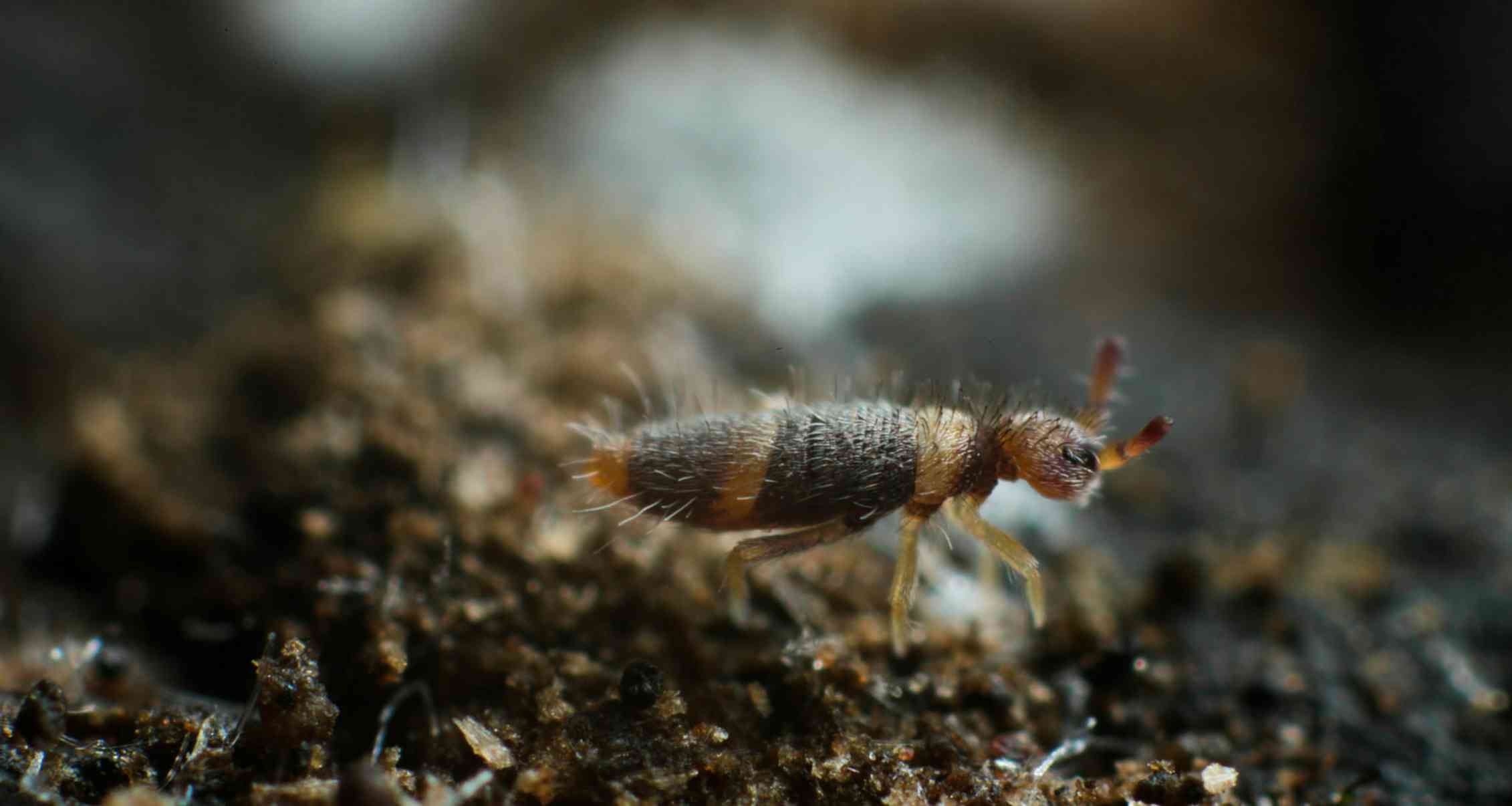 Hidden housemates: springtails are everywhere, even in your home