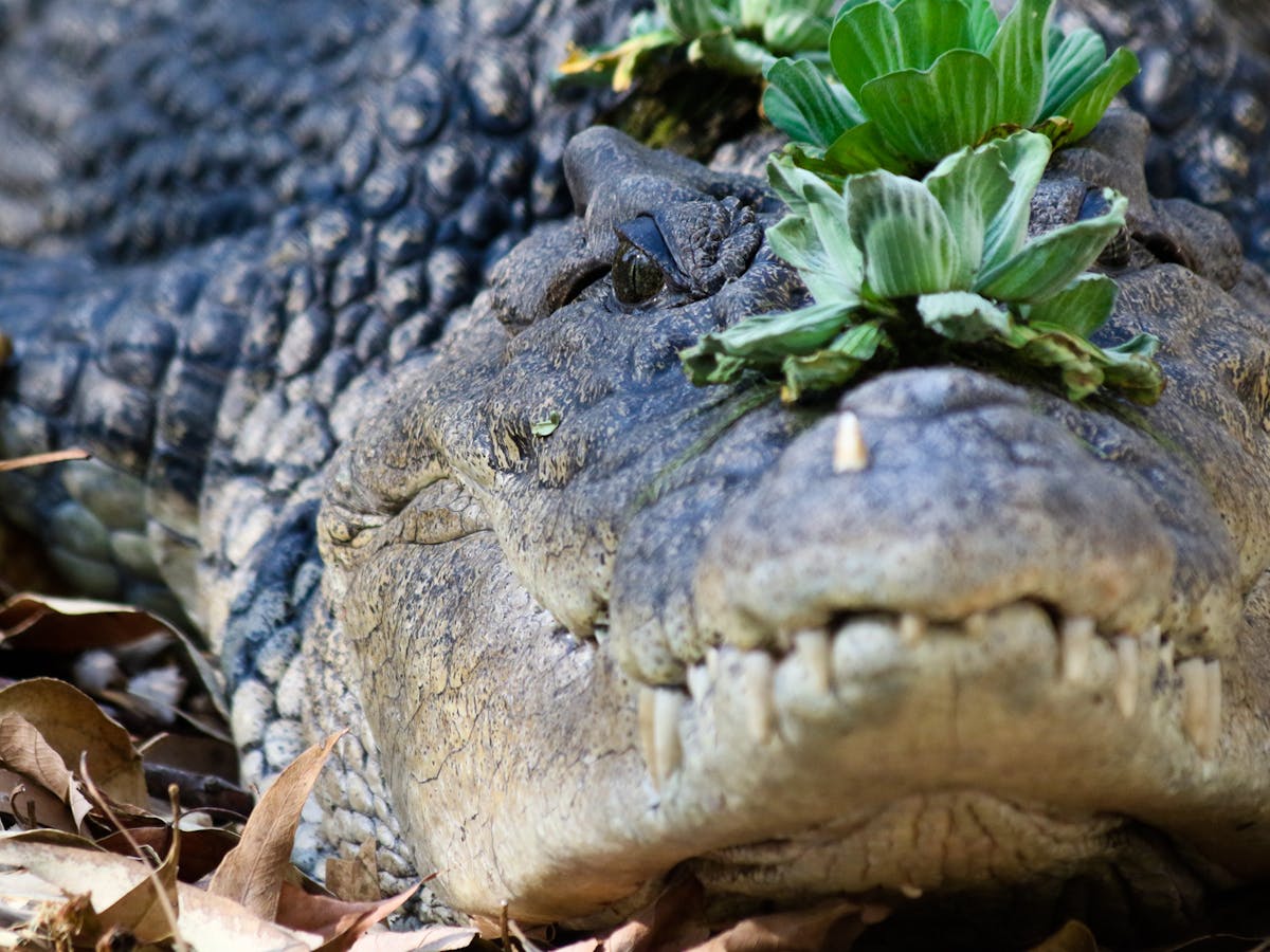 Staying Safe In Crocodile Country Culling Isn T The Answer