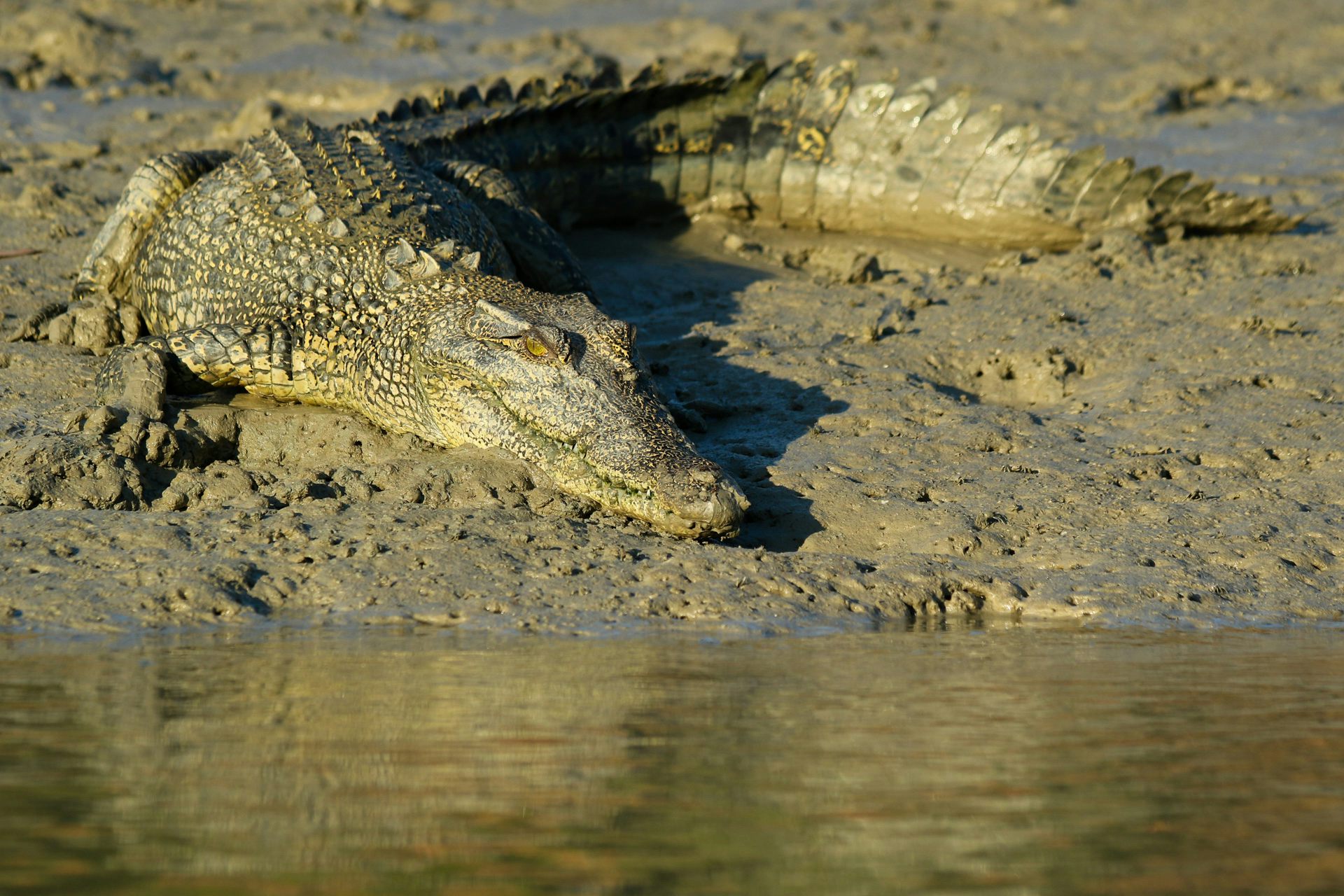 croc australia