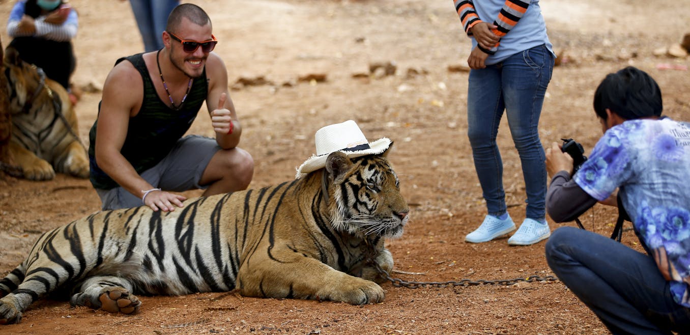 Tiger temple храм тигра — игровой автомат без регистрации ставок Матч онлайн tiger temple храм тигра — игровой автомат без регистрации фонбет