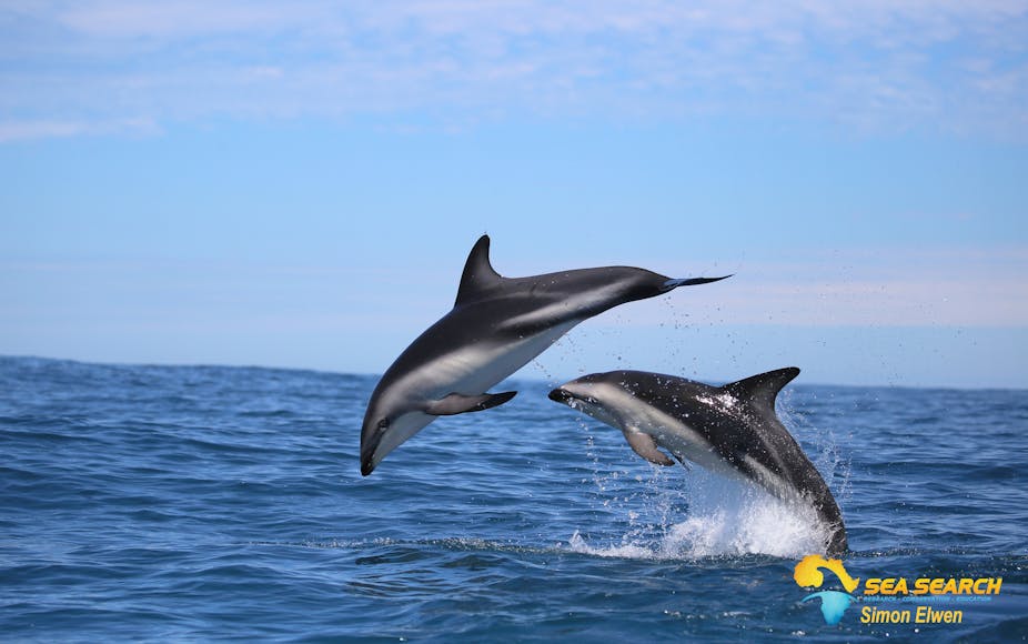 how insight into southern africa s dolphins is being deepened