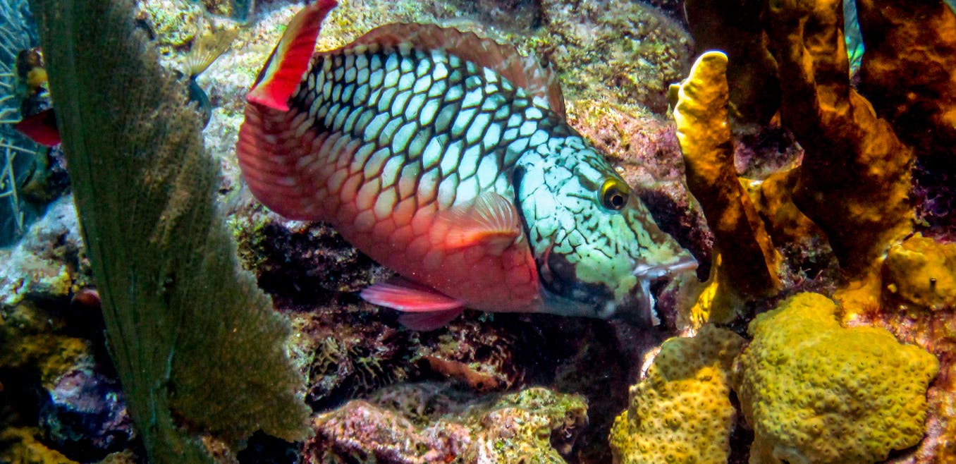 Coral Reefs and Climate Change - How do we fish on coral reefs