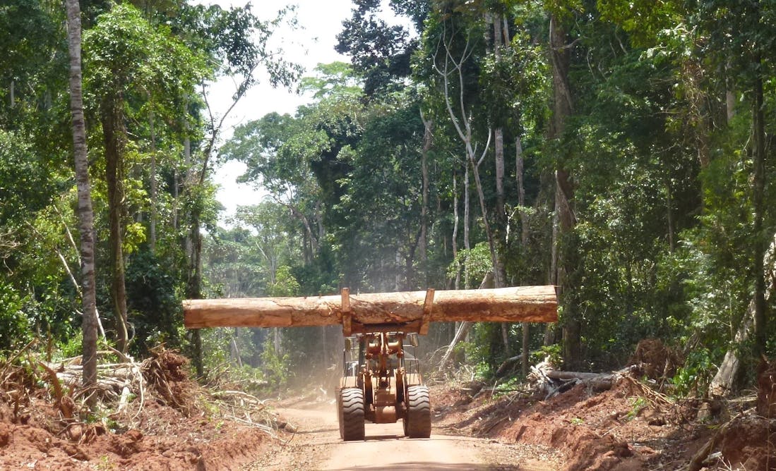 Вырубка лесов в Индонезии