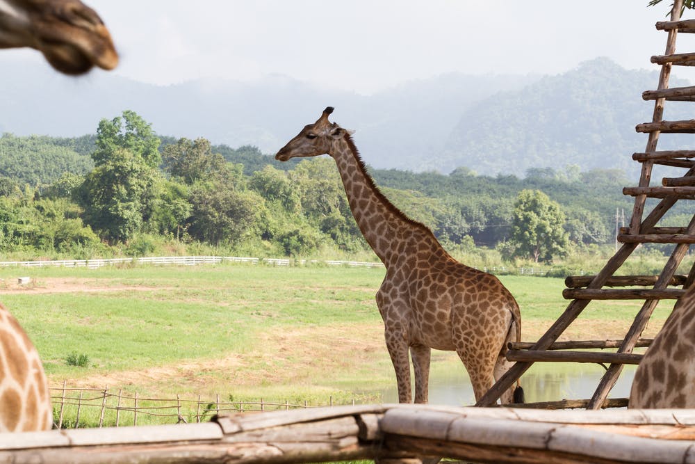 Is It Time To Break With Colonial Legacy Of Zoos