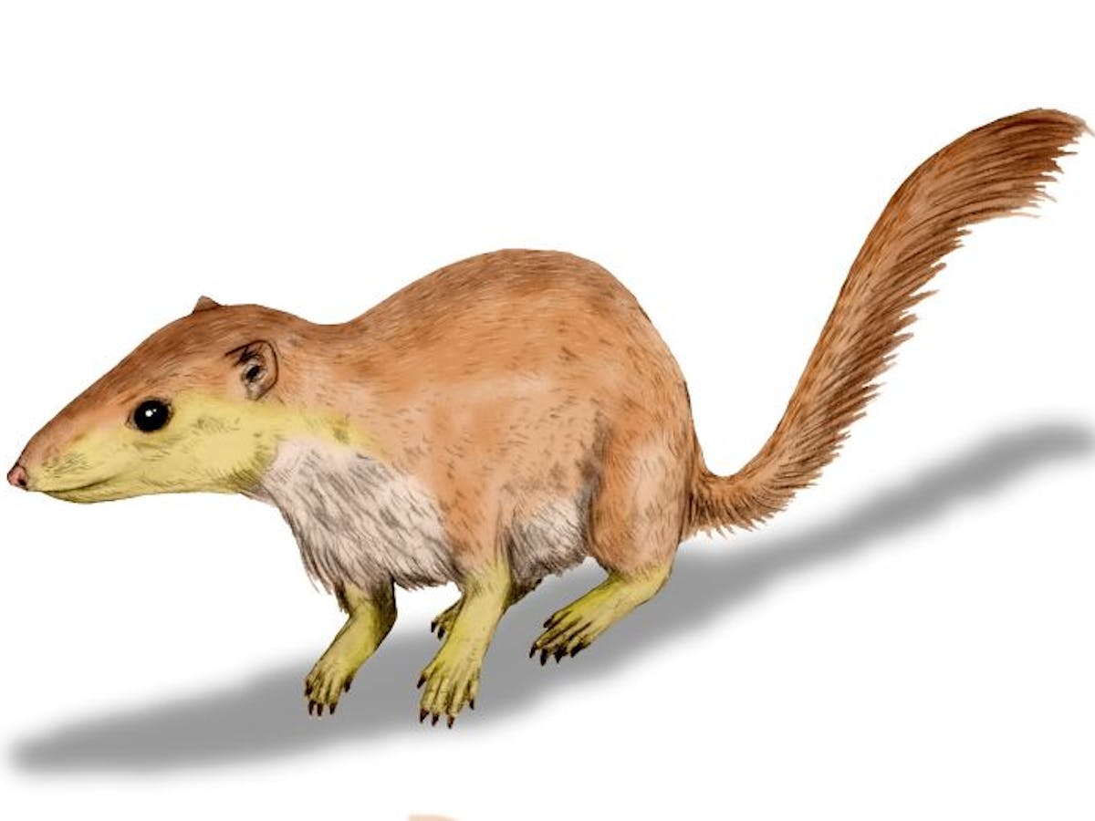 Fossil teeth reveal the secret rise of mammals – millions of years before dinosaurs became extinct Fossil teeth reveal the secret rise of mammals – millions of years before dinosaurs became extinct