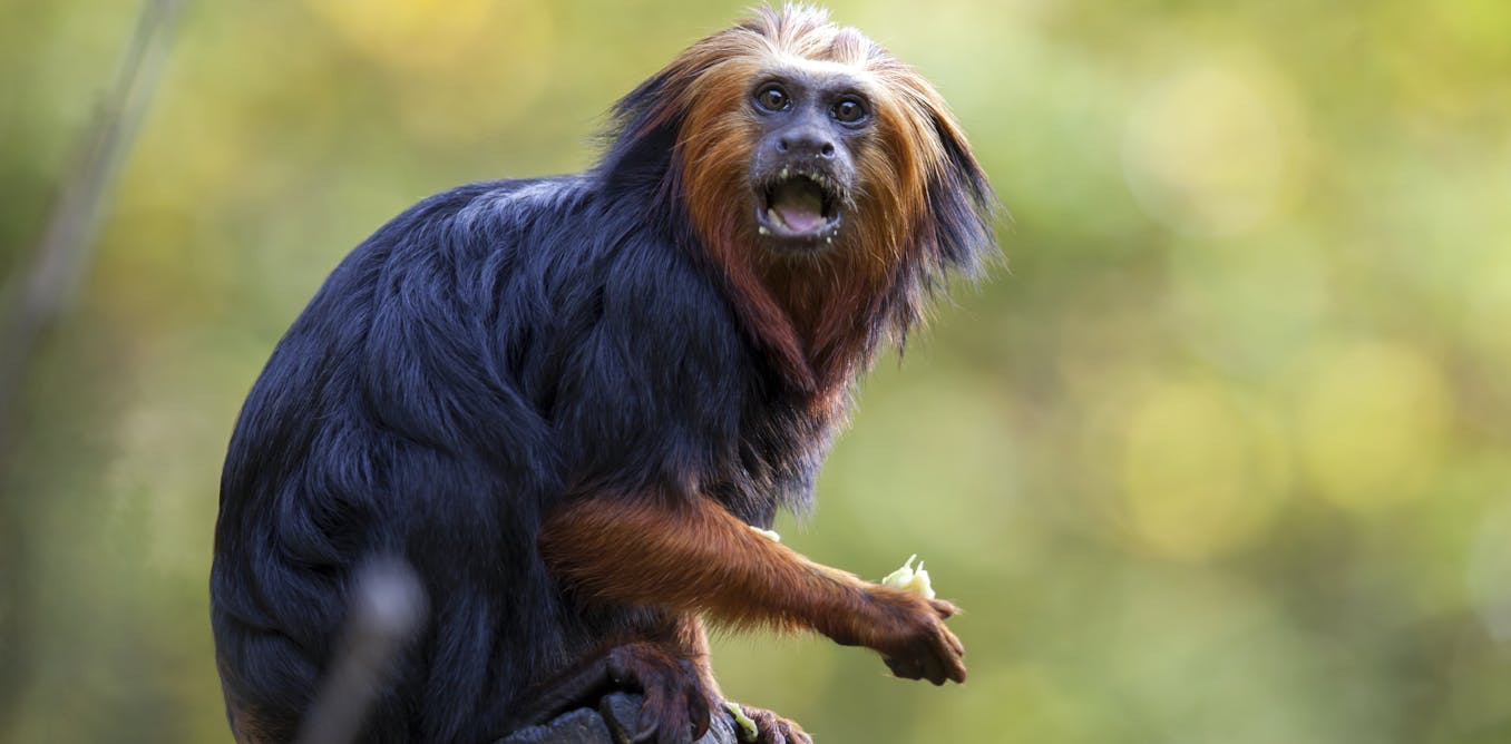 Monkeys in South America are almost all colour blind and no one knows why
