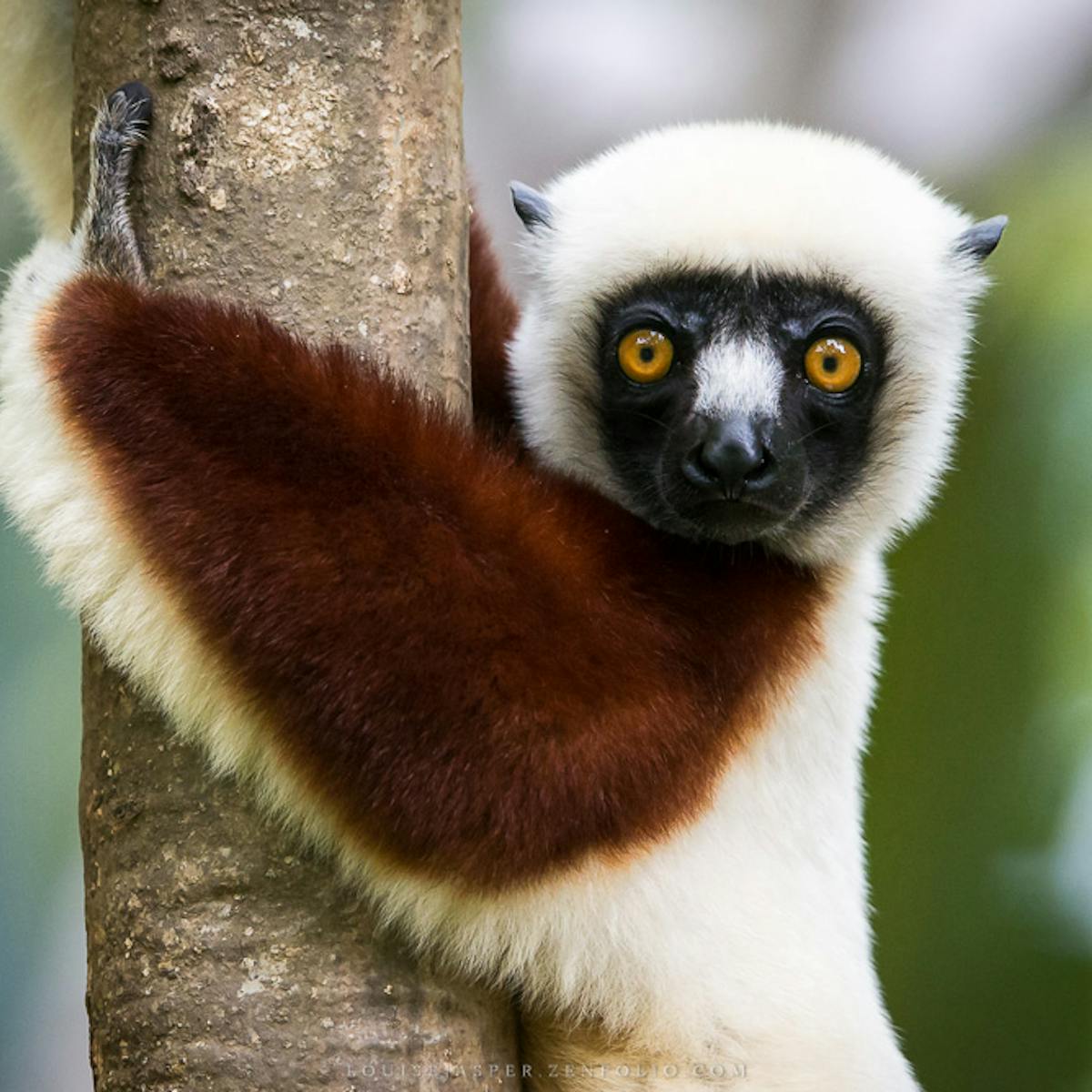 Madagascar's 'swamp lemurs' have been documented for the first time