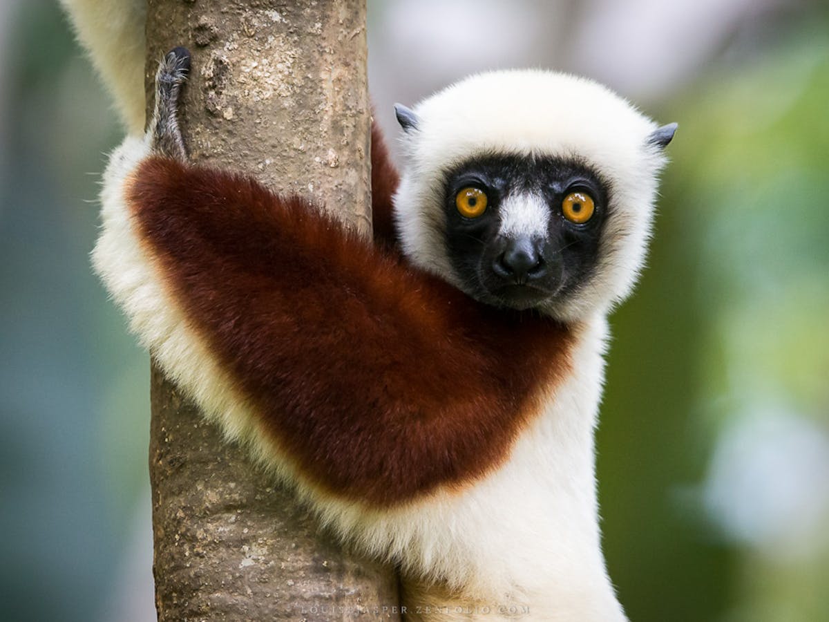 Madagascar's 'swamp lemurs' have been documented for the first time